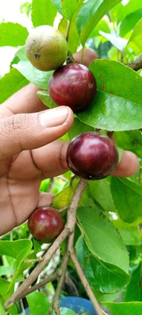 Manila Cherry 