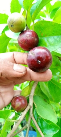 Manila Cherry 