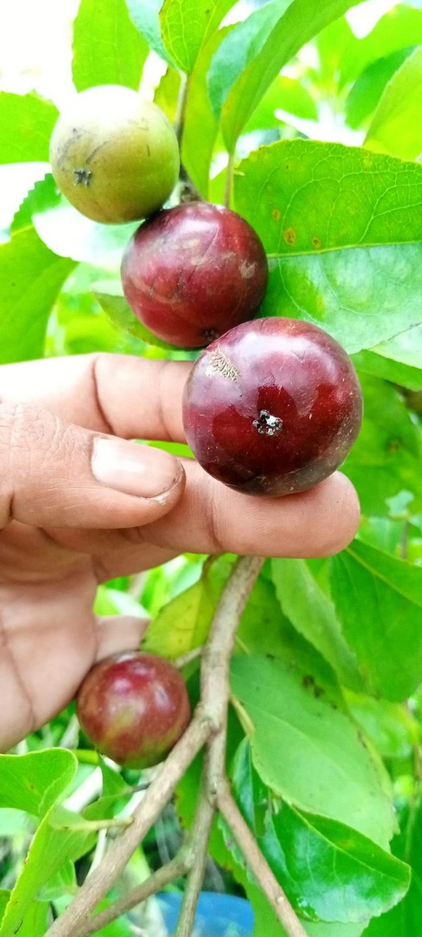 Manila Cherry 