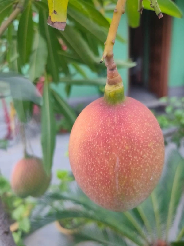 Subarnarekha Mango 