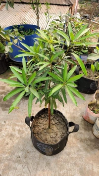 Subarnarekha Mango 