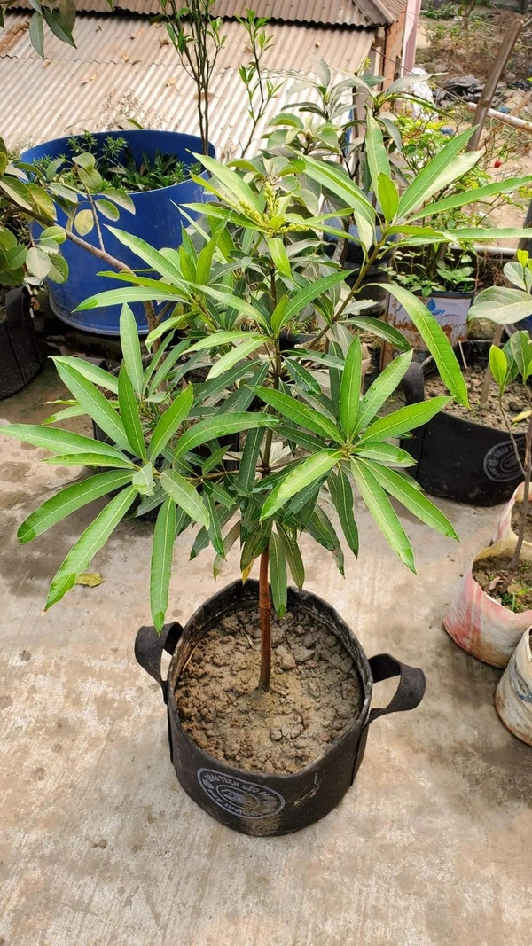 Subarnarekha Mango 