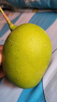 Subarnarekha Mango 