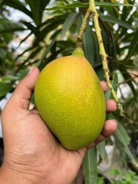 Subarnarekha Mango 