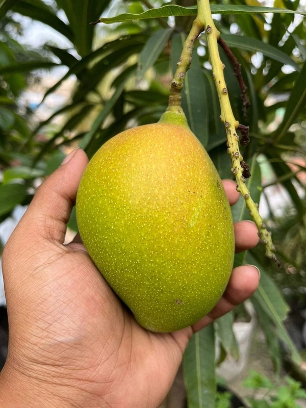 Subarnarekha Mango 