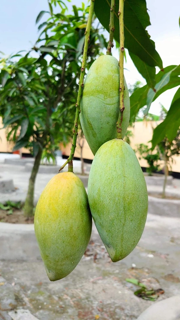 3 Tests Mango