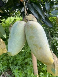 3 Tests Mango