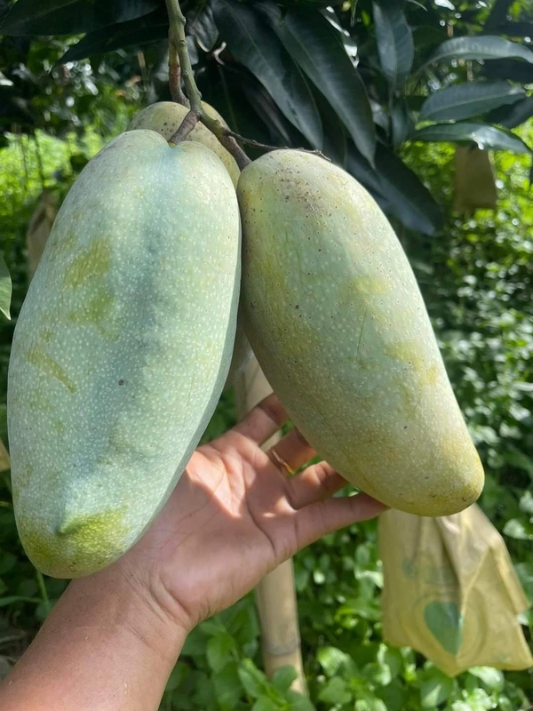 3 Tests Mango