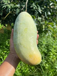 3 Tests Mango