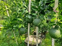 Docopon Orange 