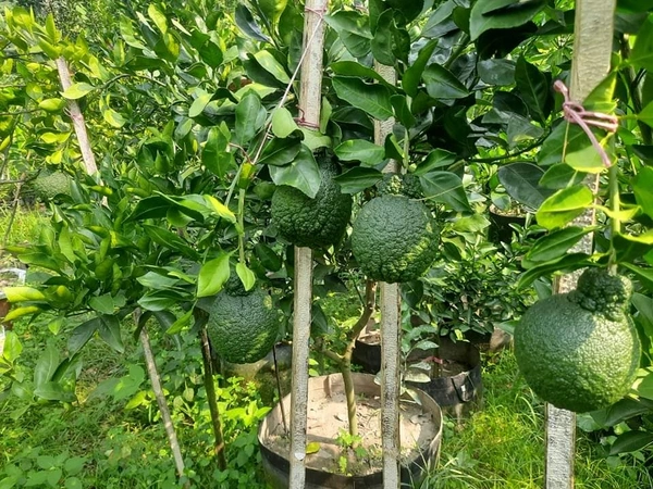 Docopon Orange 