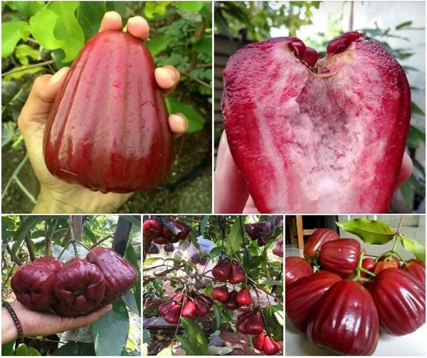 Java / Malay Apple (Dalhari Chamba)