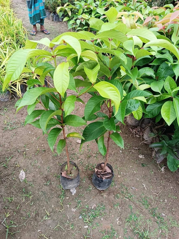 Java / Malay Apple (Dalhari Chamba)
