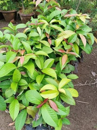 Java / Malay Apple (Dalhari Chamba)