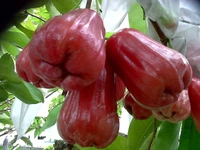 Java / Malay Apple (Dalhari Chamba)