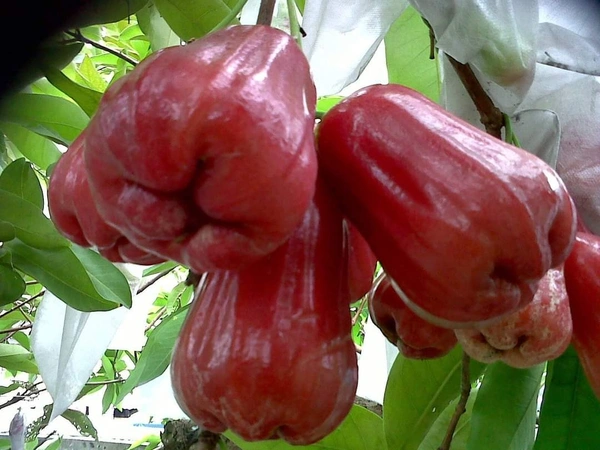 Java / Malay Apple (Dalhari Chamba)