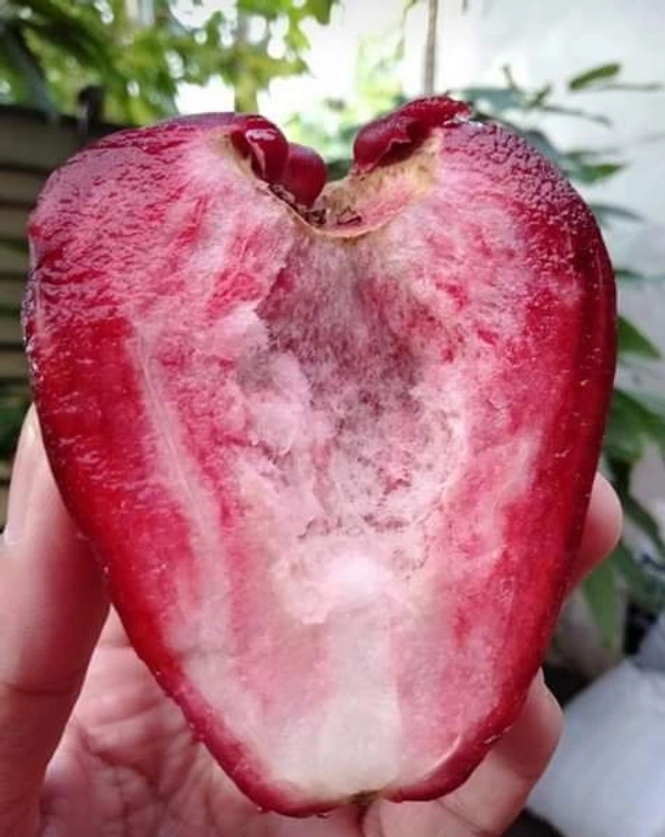 Java / Malay Apple (Dalhari Chamba)