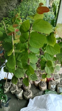 Phalsa 