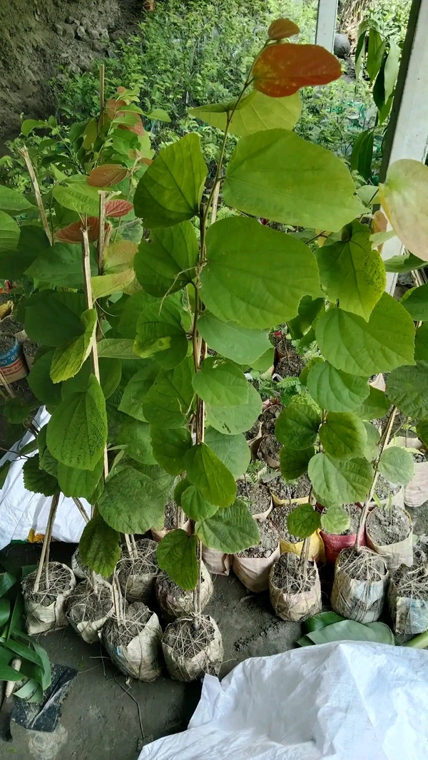 Phalsa 