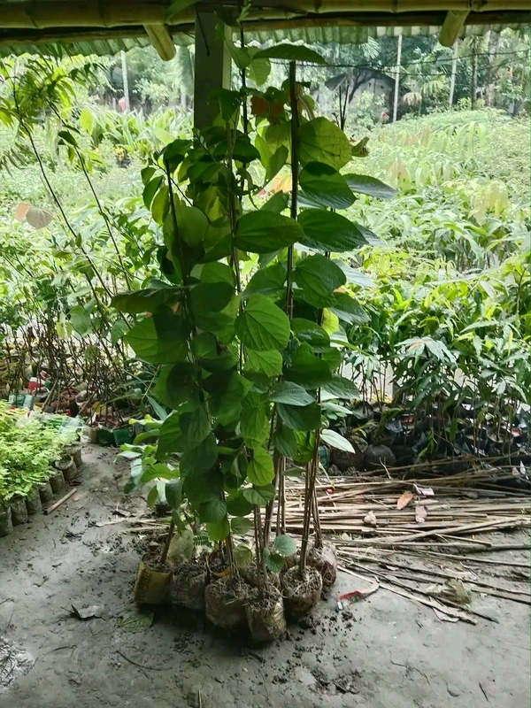 Phalsa 