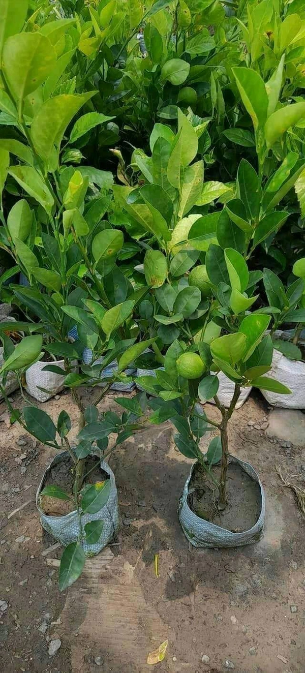 Kolkata Patti Lemon (All Season) 