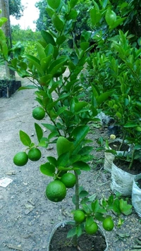 Kolkata Patti Lemon (All Season) 