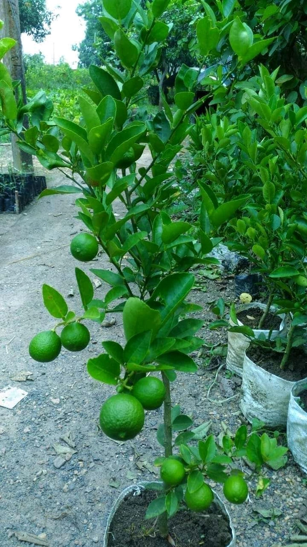 Kolkata Patti Lemon (All Season) 