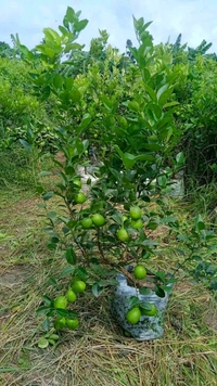 Kolkata Patti Lemon (All Season) 