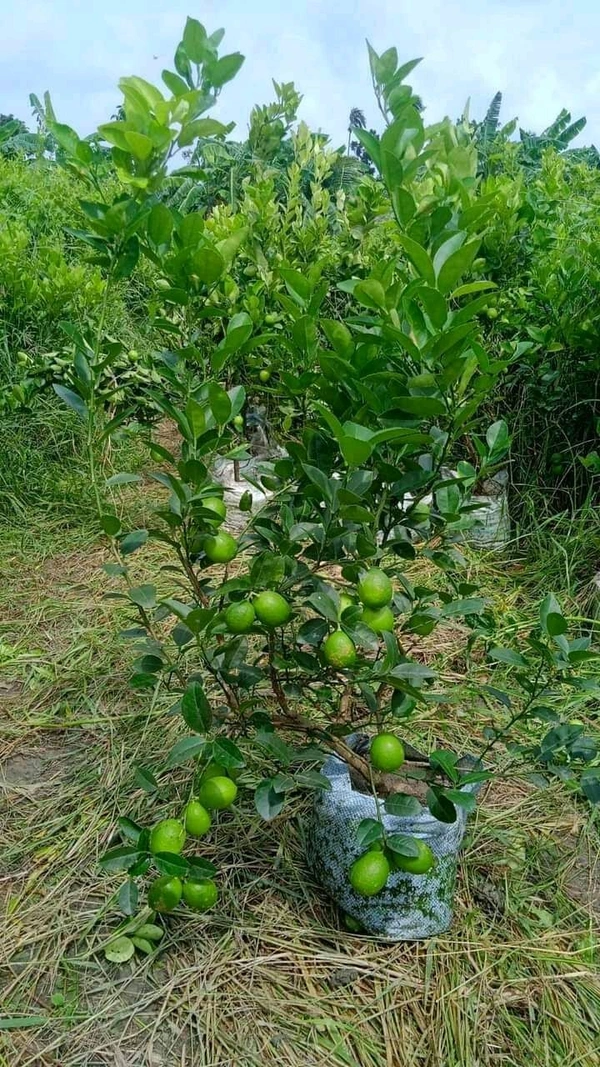 Kolkata Patti Lemon (All Season) 