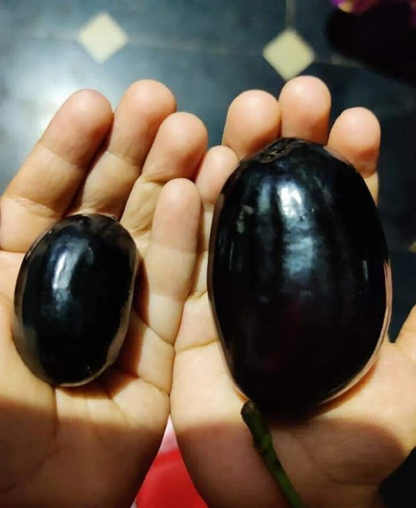 KG-10 Giant Black Jamun (Thai)