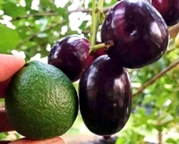 KG-10 Giant Black Jamun (Thai)