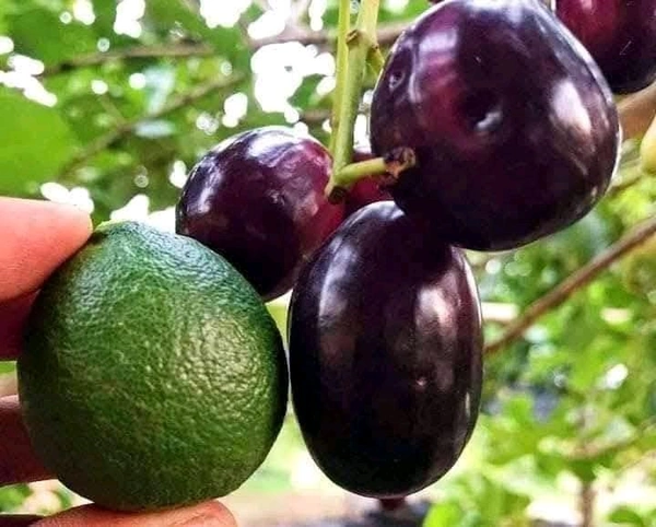 KG-10 Giant Black Jamun (Thai)