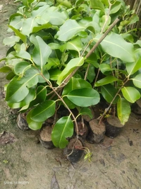KG-10 Giant Black Jamun (Thai)