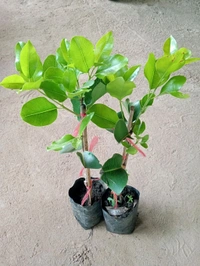 KG-10 Giant Black Jamun (Thai)