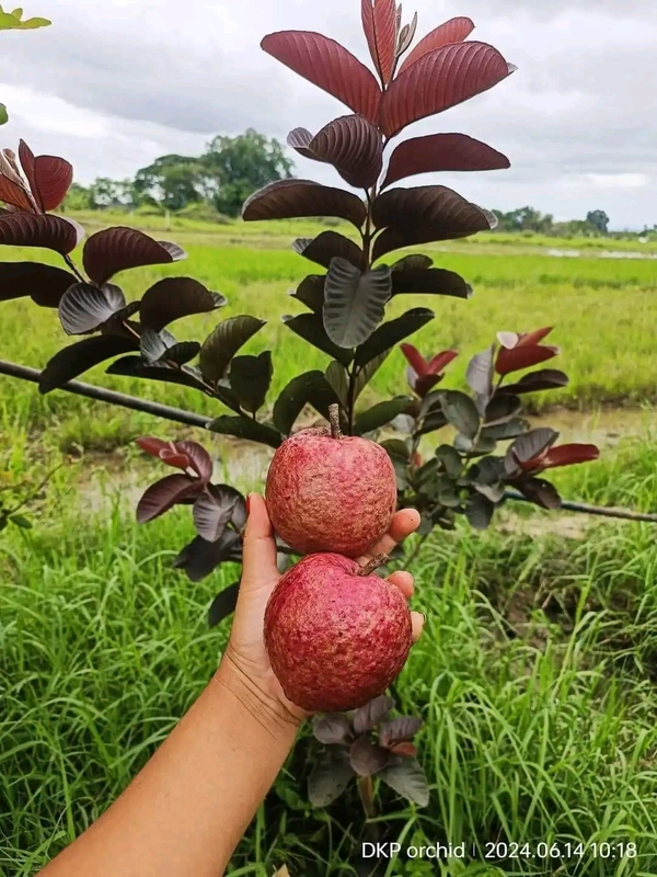 Black Diamon Guava (Japanese)