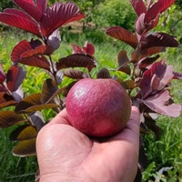 Black Diamon Guava (Japanese)