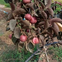 Black Diamon Guava (Japanese)