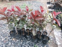 Black Diamon Guava (Japanese)