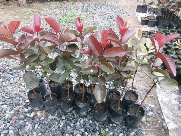 Black Diamon Guava (Japanese)