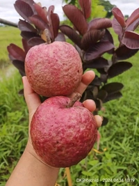 Black Diamon Guava (Japanese)