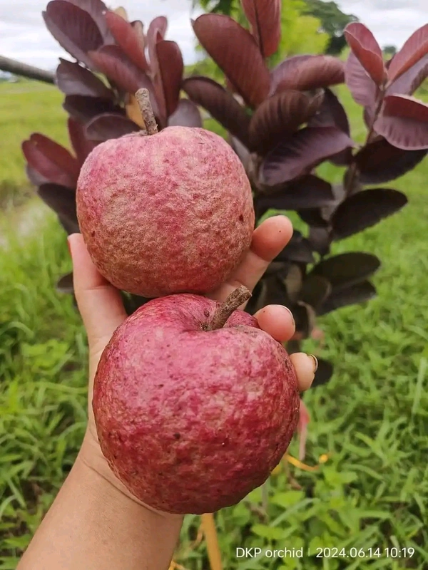 Black Diamon Guava (Japanese)