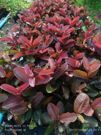 Black Diamon Guava (Japanese)