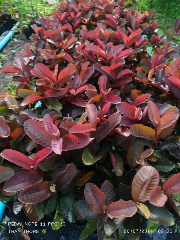 Black Diamon Guava (Japanese)