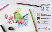 Doms Colour Pencil 24 Shades Full Size - 