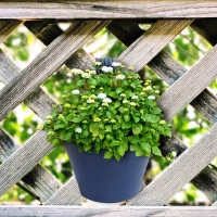 HANGING PLANTER POT Hanging Planter Pot used for storing and holding plants and flowers in it and this is widely used in in all kinds of gardening and household places etc. (1855) - Black