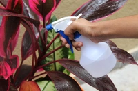BOTTLE WITH SPRAY Portable Handheld Mini Trigger Mist Small Water Spray Bottle for Watering Flowers 300 ML spray bottles for saloon spray bottles for... (1906)