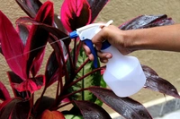 BOTTLE WITH SPRAY Portable Handheld Mini Trigger Mist Small Water Spray Bottle for Watering Flowers 300 ML spray bottles for saloon spray bottles for... (1906)