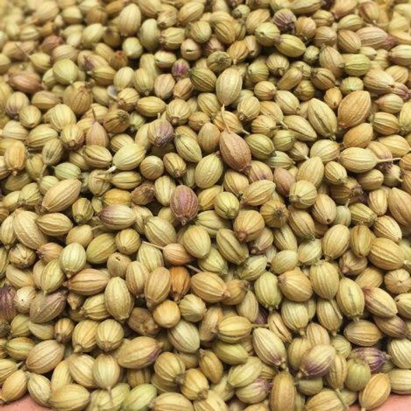 Organic World Coriander Seeds | Dhaniya Seeds (250gm)
