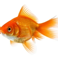 Gold Fish - Gold, 1.5 Inch