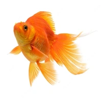 Gold Fish - Gold, 1.5 Inch